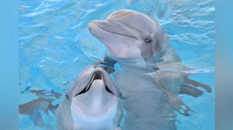 El centro cuenta con delfines entrenados para realizar terapias especiales (Foto: Delfinario Sonora)