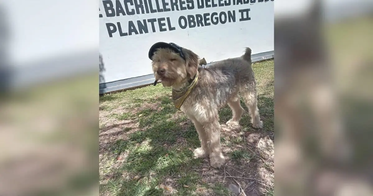 El Greñas encontró una familia en Cobach de Cajeme