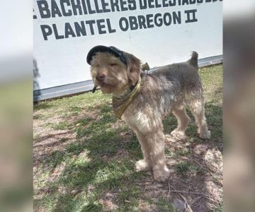 El Greñas encontró una familia en Cobach de Cajeme