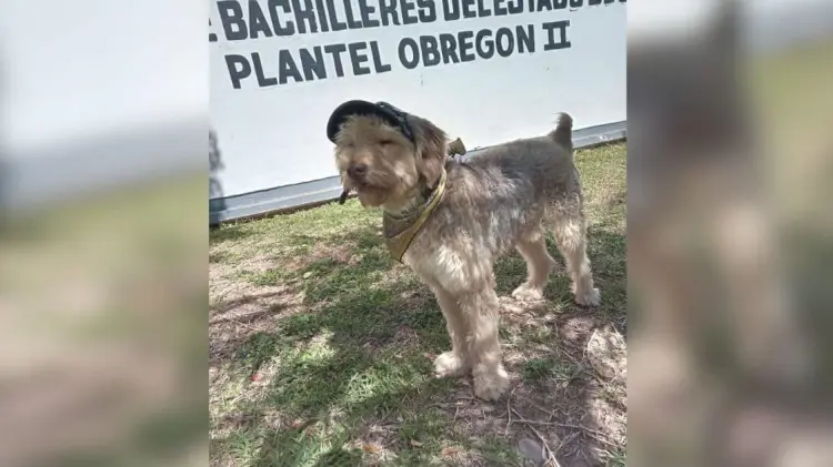 El Greñas, un perrito rescatado por Cobach II en Cajeme (Foto: Especial/EXPRESO)
