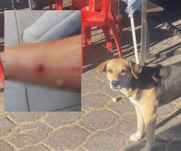 Registran constantes ataques de perros a turistas y habitantes de Álamos