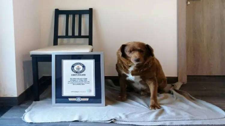 Bobi, el perro más viejo del mundo cumplió 31 años (Foto: Especial/EXPRESO)