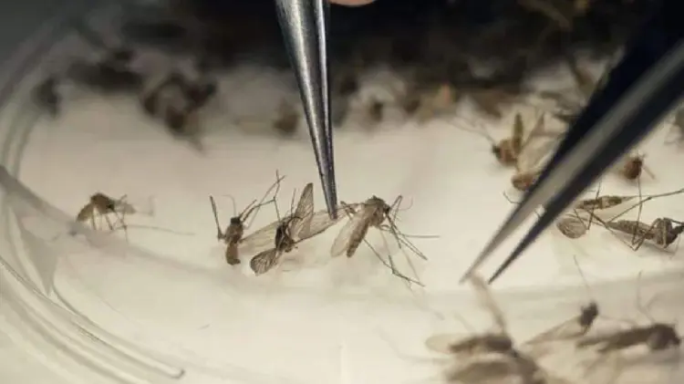 Presencia de moscos transmisores del dengue va a la baja: Vectores (Foto: Especial/EXPRESO)