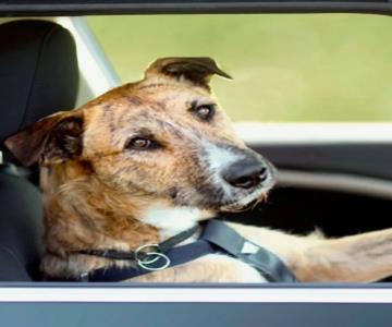 Conductor ebrio pone a su perro al volante para evitar ser sancionado