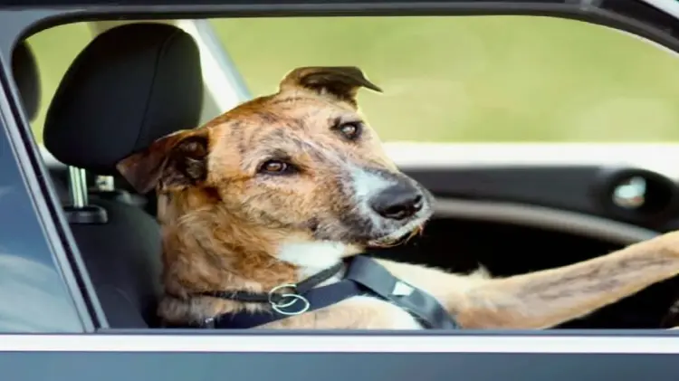 Conductor pone al volante a su perro para evitar multa (Foto: Especial/EXPRESO)