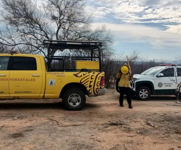 Van 400 hectáreas consumidas en incendio forestal de Camoa, Navojoa