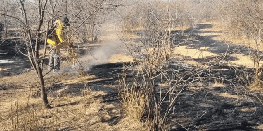 Álamos: más de 50 hectáreas fueron consumidas en incendio forestal