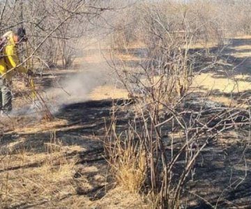 Álamos: más de 50 hectáreas fueron consumidas en incendio forestal