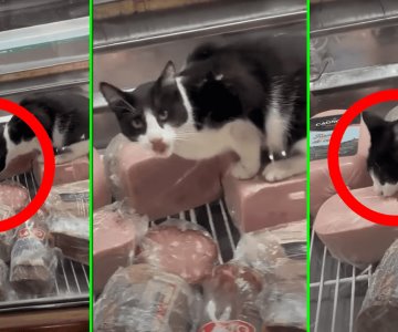 La inocente travesura de un gato provocó la clausura de una salchichonería