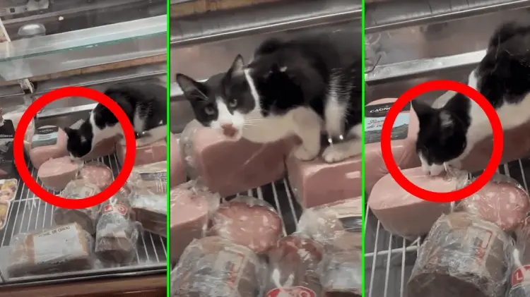 El gato quedó grabado en video y el negocio expuesto ante las autoridades. (Foto: Especial/EXPRESO)