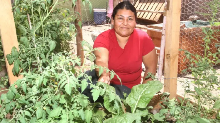 Imelda Cañez creó su propio huerto en casa para alimentar a su familia (Foto:Jorge Flores/EXPRESO)