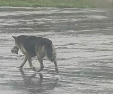 Rescatan a triste perrita junto a un peluche tras muerte de su amo