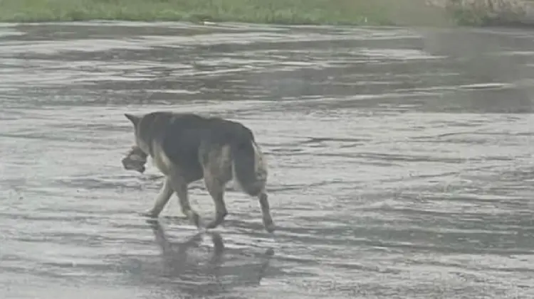 Rescatan a Nikki, perrita que deambulaba sola tras muerte de su amo (Foto:Especial/EXPRESO)
