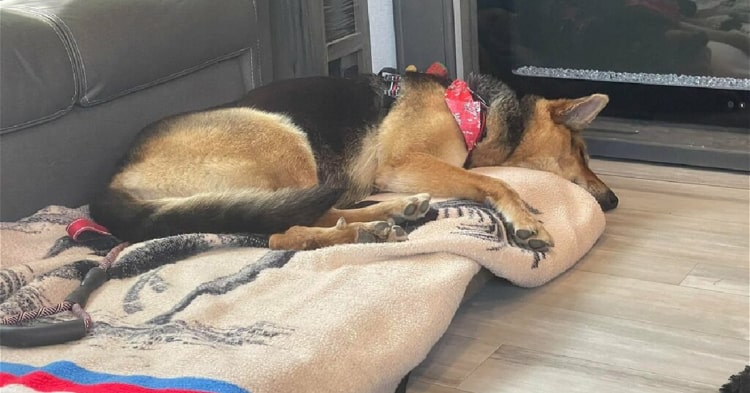 Rescatan a triste perrita junto a un peluche tras muerte de su amo