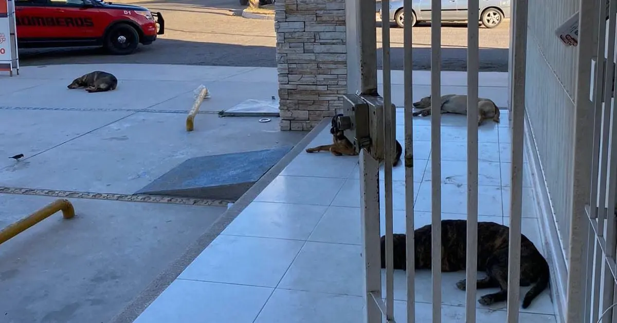 Comerciantes de Navojoa piden atender sobrepoblación de perros callejeros