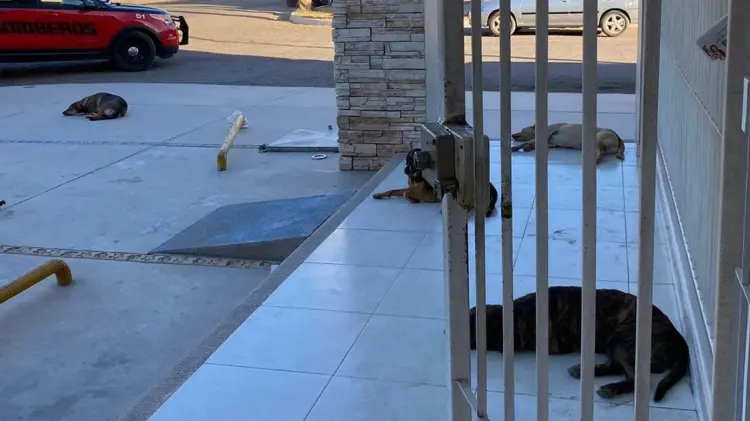 Comerciantes piden resolver situación de perros callejeros (Foto:John Castellón/EXPRESO)