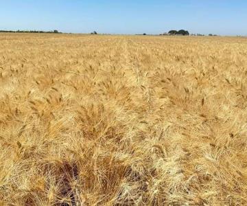 Será un año complicado para la agricultura: Uriel Silva
