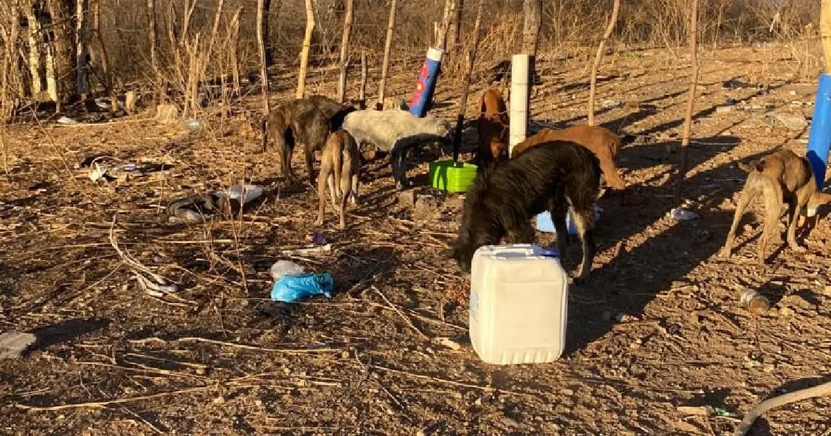 Cazan perros callejeros en el antiguo Basurón Municipal en Álamos