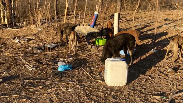 Perros callejeros en antiguo Basurón Municipal son víctimas de agresiones (Foto:Especial/EXPRESO)