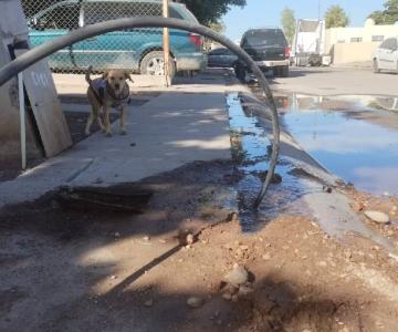 Oomapasn detecta más de 110 tomas clandestinas de agua