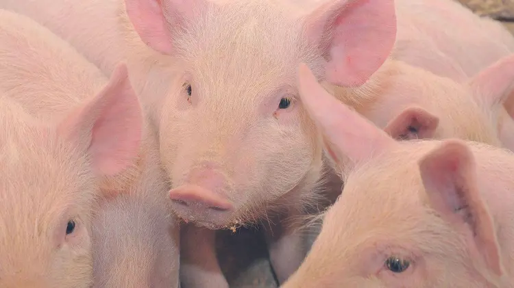 Sonora produce 45% de la exportación de carne porcina a Estados Unidos. (Foto: Especial/EXPRESO)