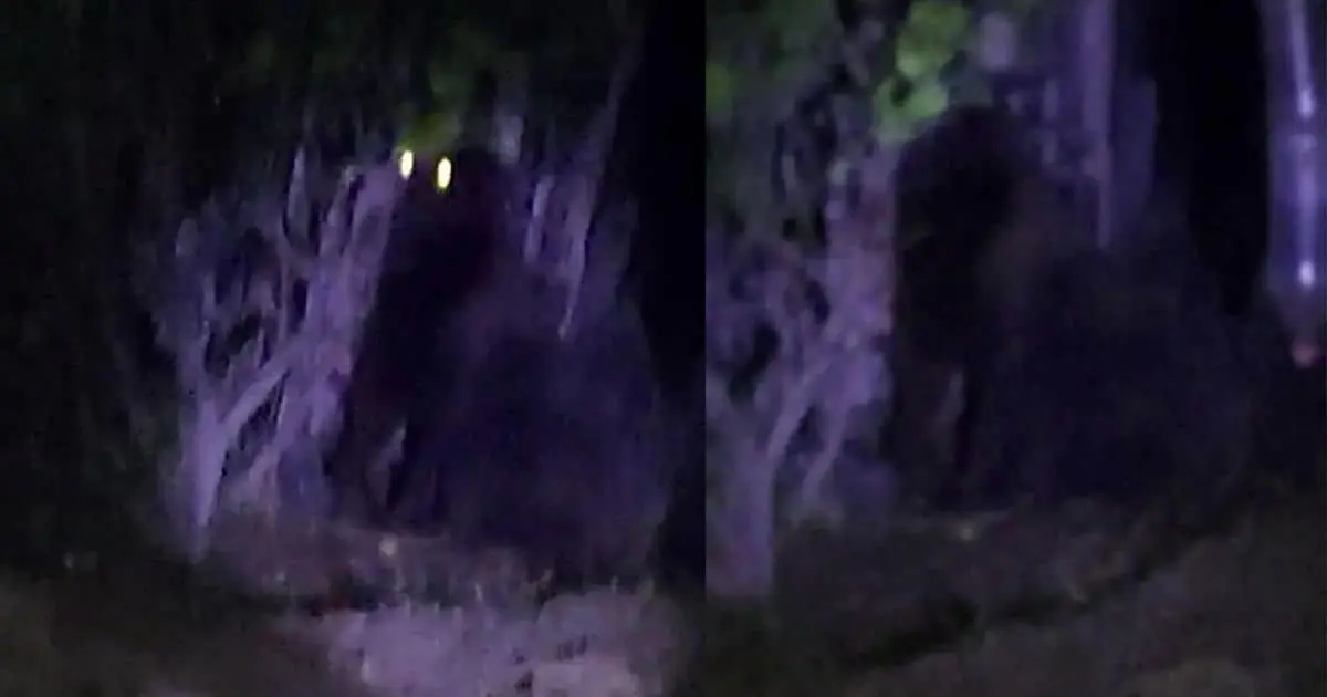 Alertan por gorila suelto en Hidalgo; llaman a localizarlo