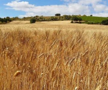 Baja precio de los alimentos a mínimos de 2 años, según FAO