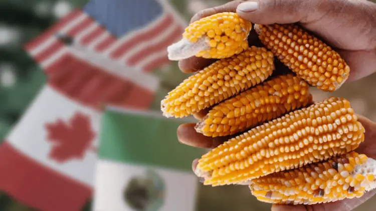 A través del T-MEC, EU busca que México elimine prohibición del maíz transgénico. (Foto: Cortesía)