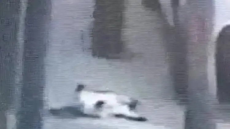 Captan a hombre cuando le disparó a un gato en Edomex (Foto:Especial/EXPRESO)