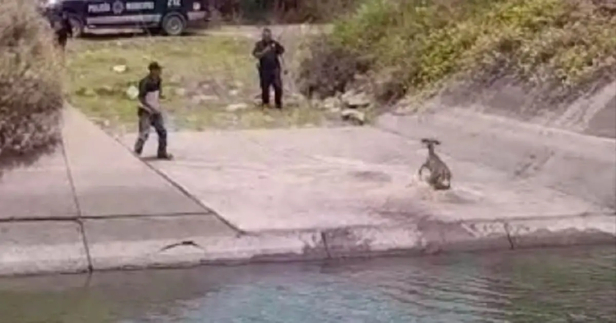 Rescatan venado que se ahogaba en Canal Bajo en el Valle del Yaqui