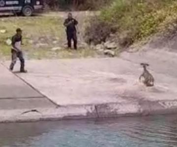 Rescatan venado que se ahogaba en Canal Bajo en el Valle del Yaqui