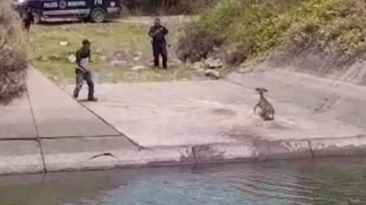 Policías y ciudadano rescatan venado de Canal Bajo en Valle del Yaqui (Foto:Especial/EXPRESO)