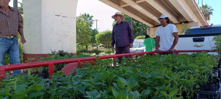 El Cachi Corrales dona plantas a nogalenses para fomentar huertos urbanos