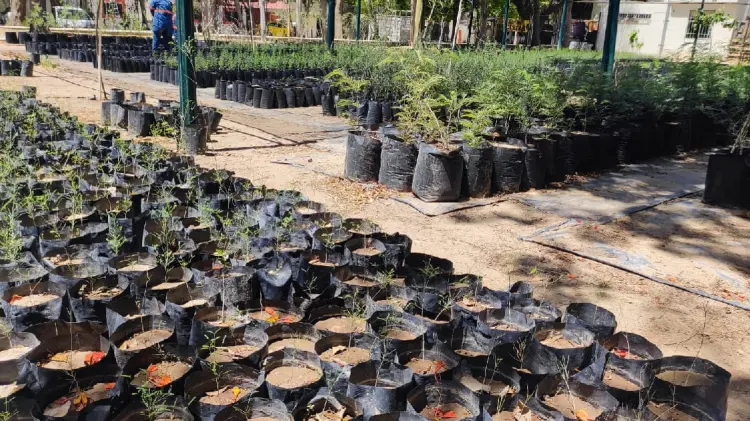 Vivero Municipal regaló 280 plantas nativas (Foto:Víctot Valido/EXPRESO)
