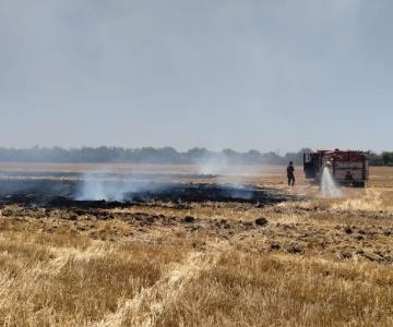 Queman más de 40 hectáreas de gavilla en la colonia Soto de Etchojoa