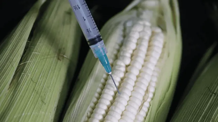 México se niega a retroceder en la prohibición del maíz transgénico. (Foto: Ilustrativa/Cortesía)