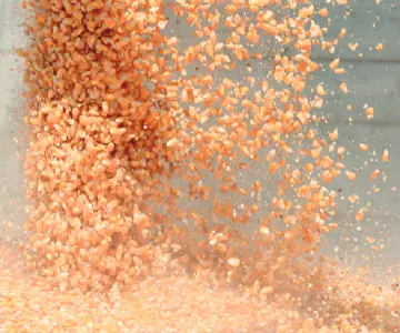 Productores del Río Yaqui contemplan no sembrar maíz ante falta de agua