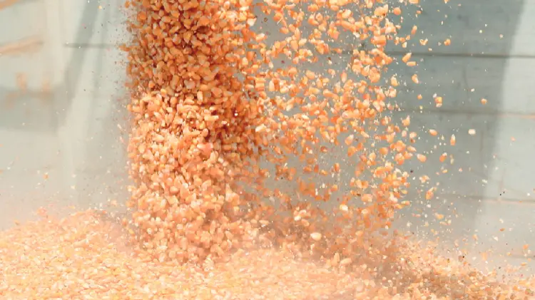 Canadá se une a EU contra México por maíz (Foto:Especial/EXPRESO)