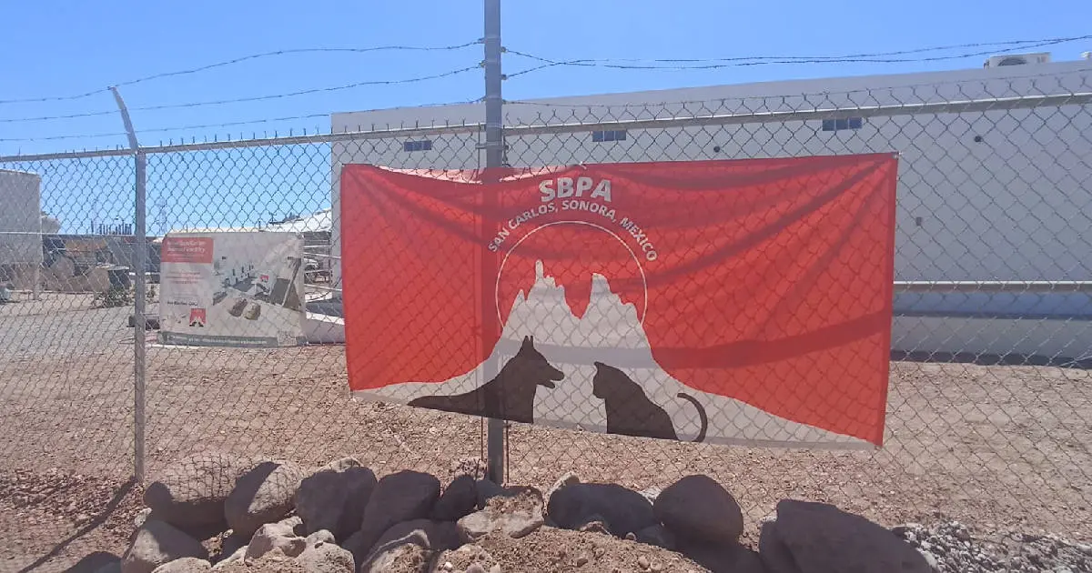 Continúa jornada de esterilización canina y felina en San Carlos