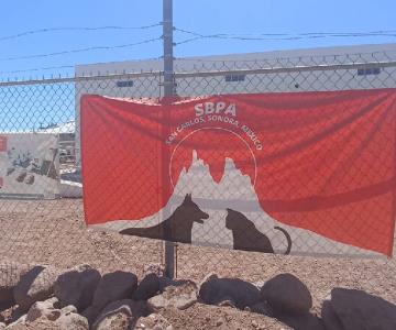 Continúa jornada de esterilización canina y felina en San Carlos