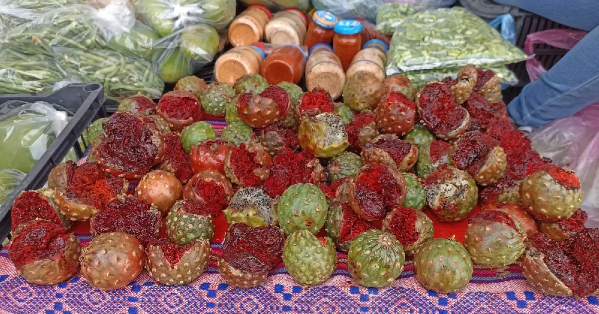¡Llegó la pitaya a Navojoa! La fruta de temporada más esperada