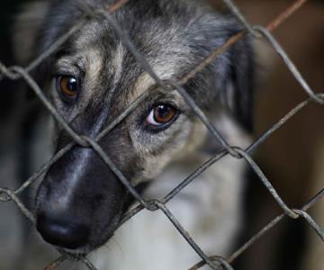 Denuncian nuevo caso de maltrato animal en Guaymas