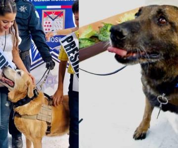 Jubilan a tres agentes caninos de la Policía Municipal