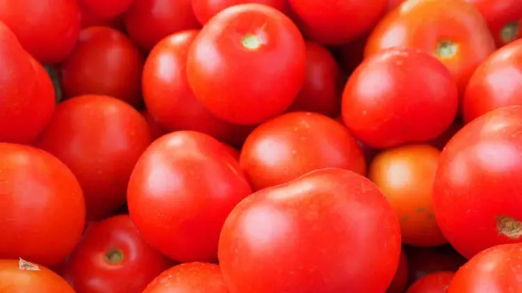 Productores de Florida piden arancel al tomate mexicano (Foto: Archivo / EXPRESO)