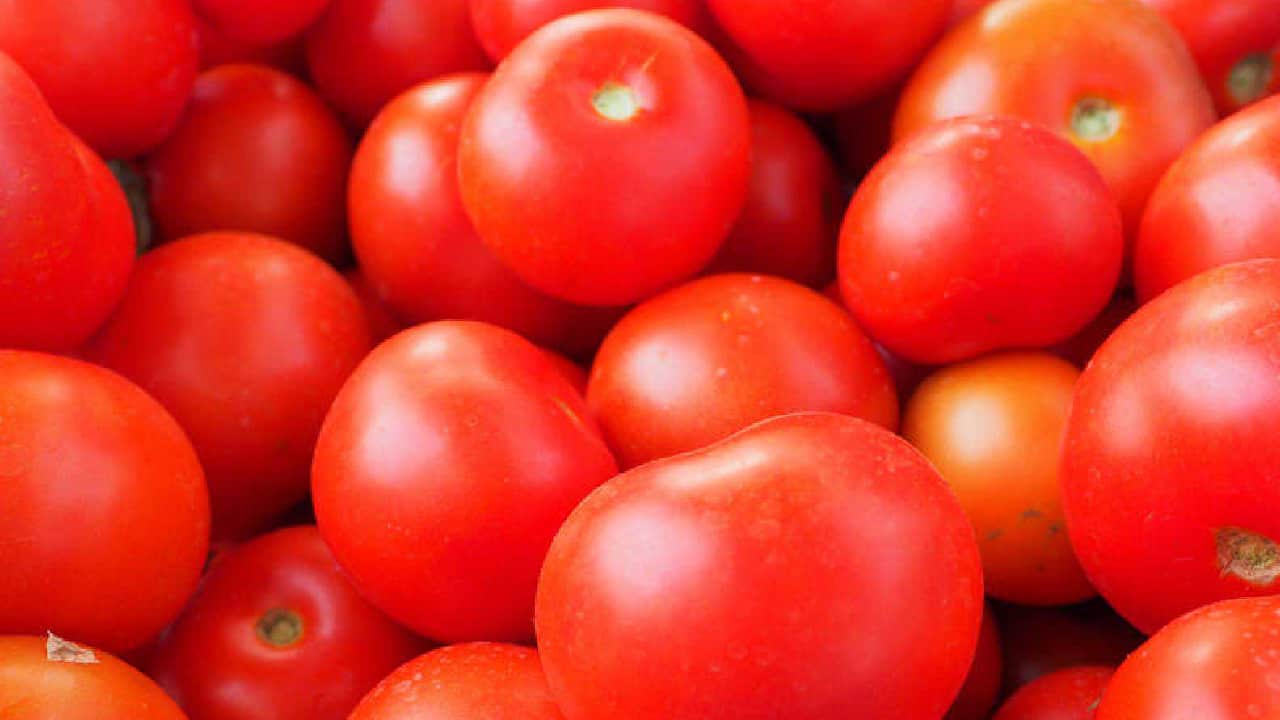 Sader busca diálogo con EU para evitar aranceles a tomate mexicano
