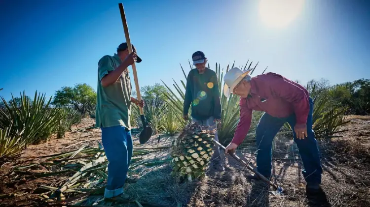 Producción del Bacanora (Foto: Especial/EXPRESO)