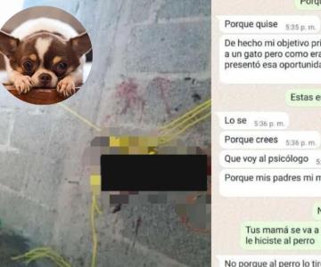 Organizan marcha para exigir justicia para perros asesinados en México