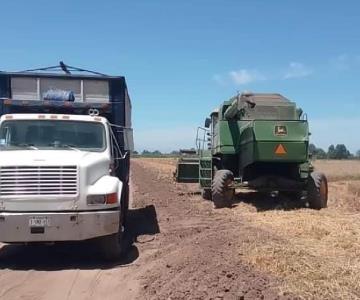 Concluye con buen rendimiento cosecha de trigo en el Valle del Mayo