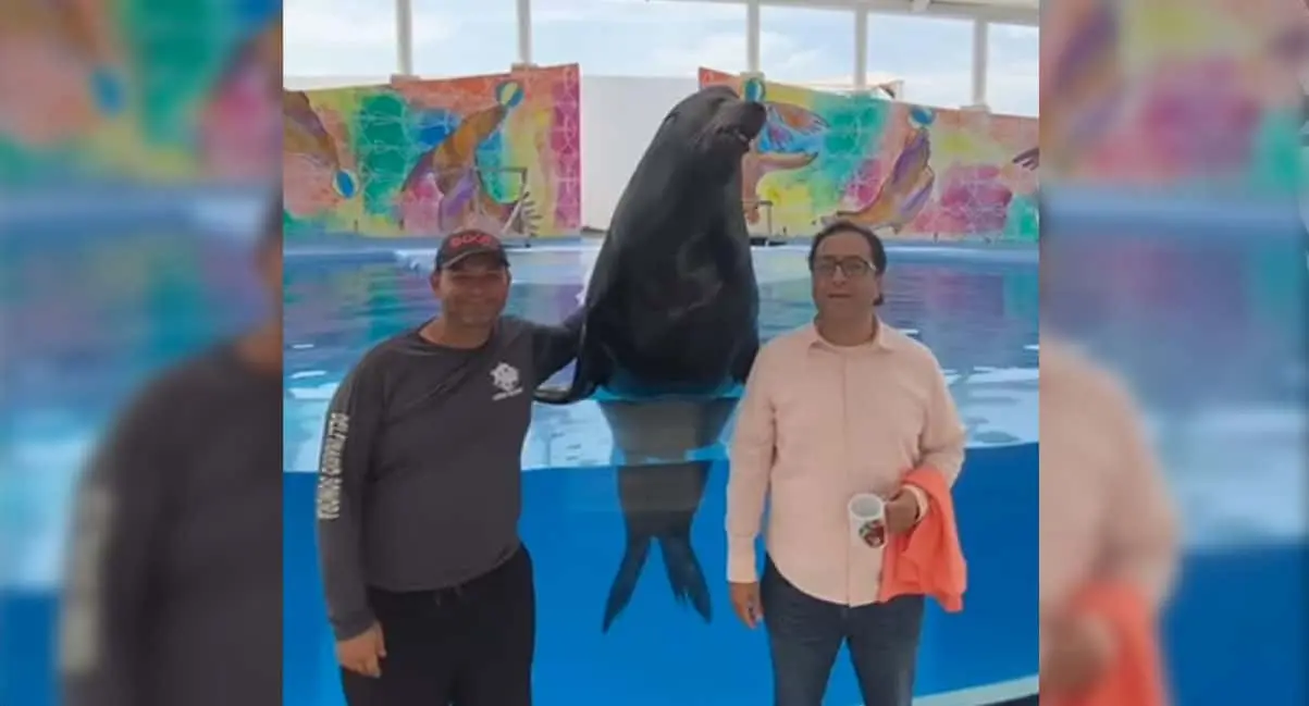 Le organizan quinceañera a lobo marino Namú en Delfinario Sonora