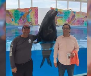 Le organizan quinceañera a lobo marino Namú en Delfinario Sonora